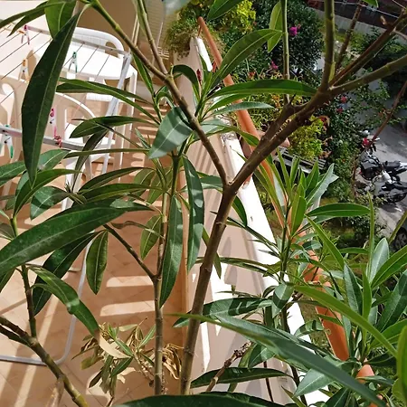 Ilona Chania Lejlighedshotel Kato Daratso